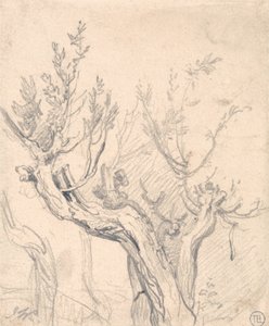 A Gnarled Tree by James Ward